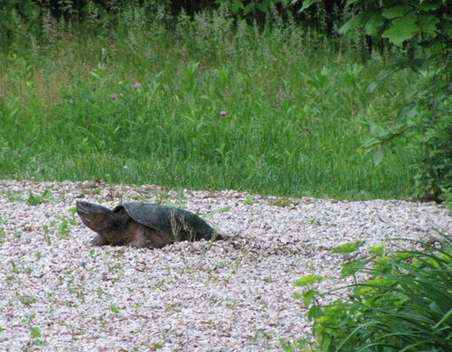 snapper laying